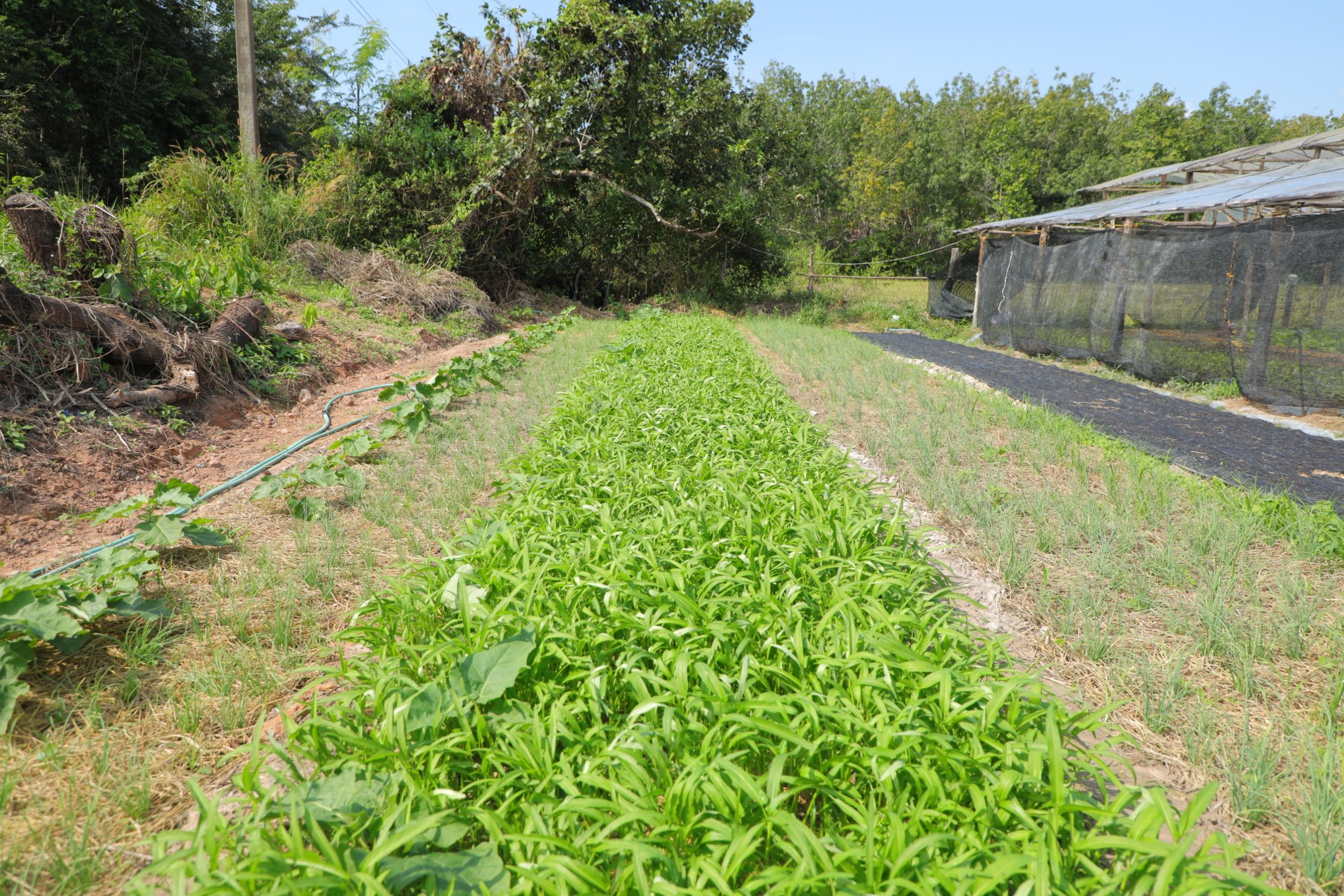 ส.ป.ก.นครพนม มุ่งเน้นการ 969642