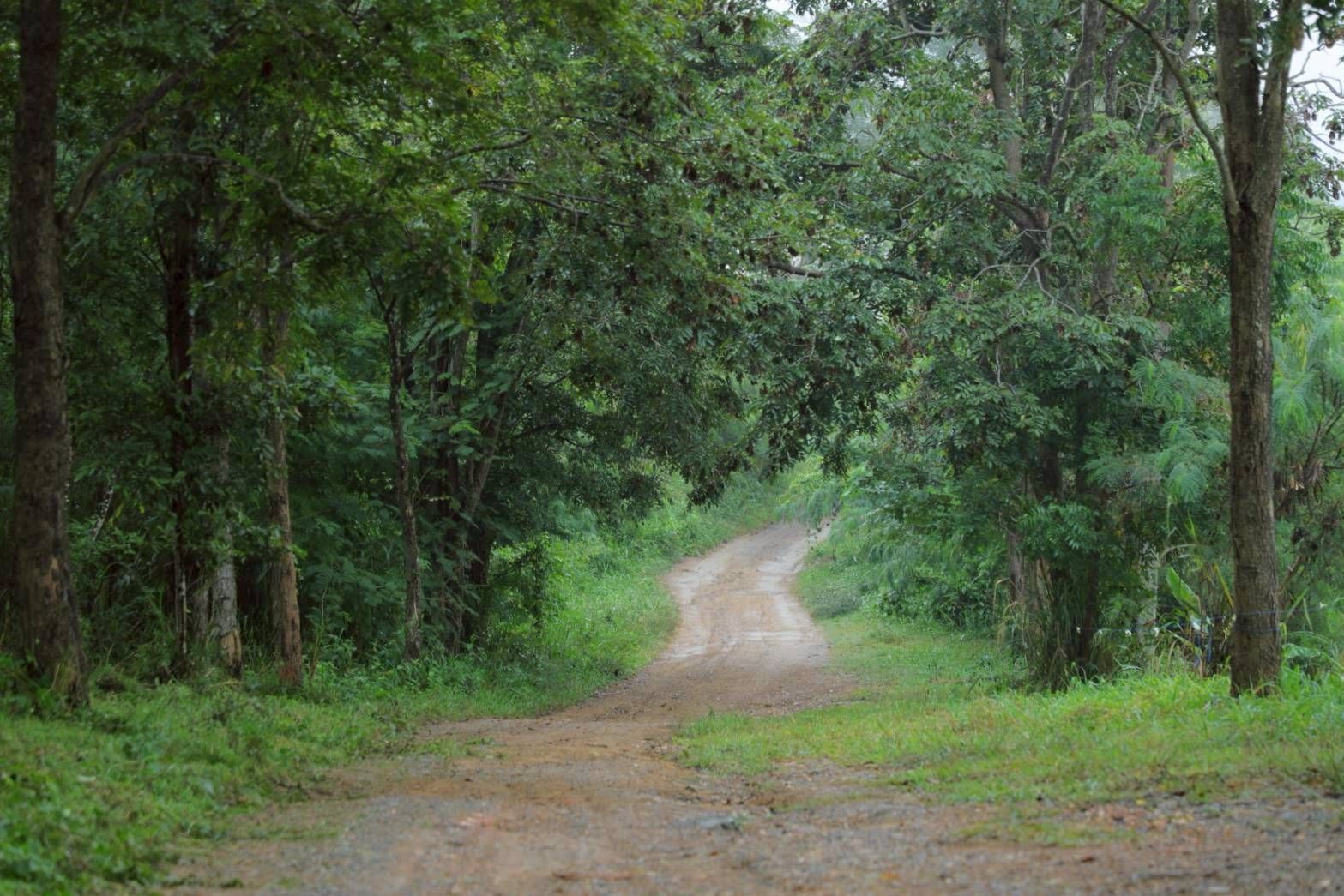 วิสาหกิจชุมชนผักอินทรีย์แปลงใหญ่ นิคมเศรษฐกิจพอเพียงวังน้ำเขียวต้นแบบเกษตรกรปราดเปรื่อง ในเขตปฏิรูปที่ดิน 3 970346