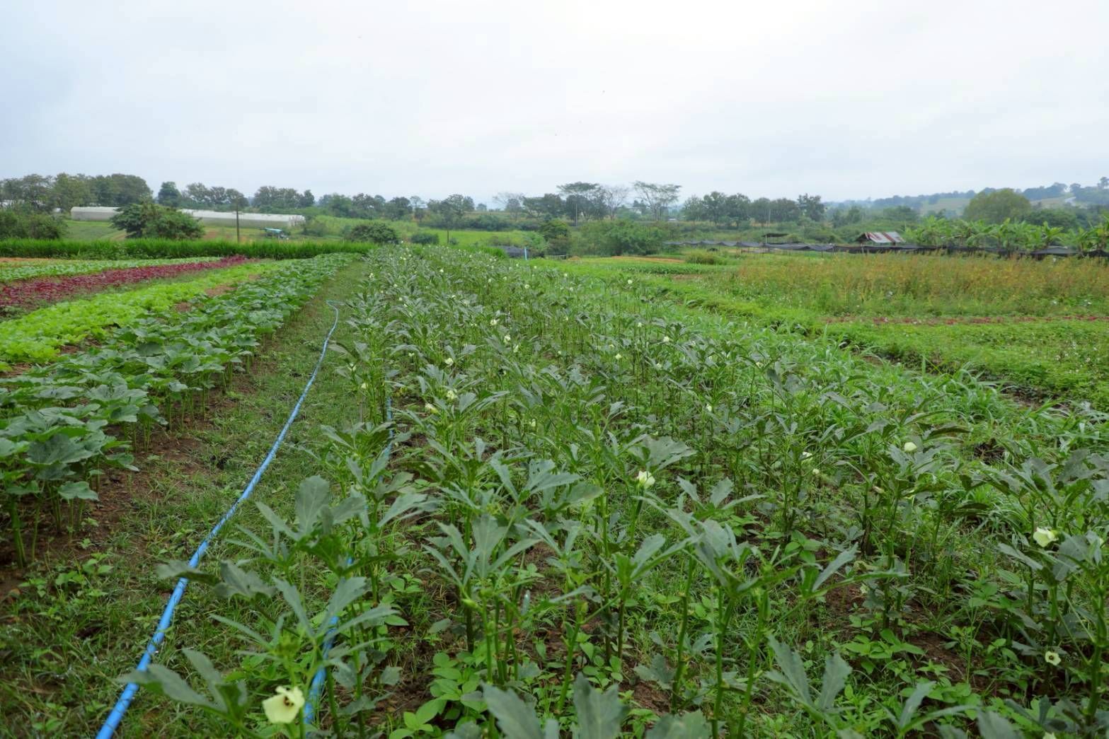 วิสาหกิจชุมชนผักอินทรีย์แปลงใหญ่ นิคมเศรษฐกิจพอเพียงวังน้ำเขียวต้นแบบเกษตรกรปราดเปรื่อง ในเขตปฏิรูปที่ดิน 4 970348