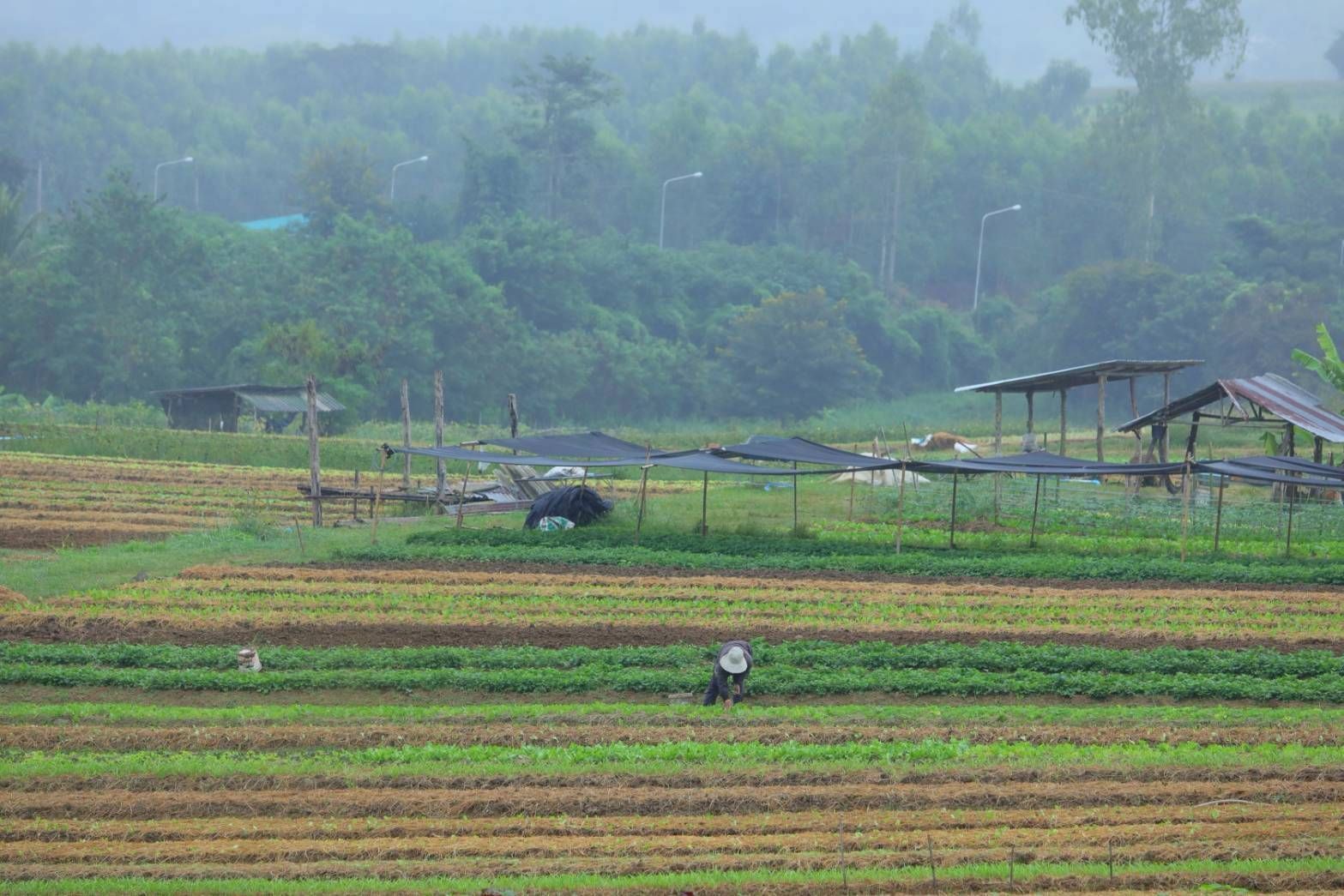 วิสาหกิจชุมชนผักอินทรีย์แปลงใหญ่ นิคมเศรษฐกิจพอเพียงวังน้ำเขียวต้นแบบเกษตรกรปราดเปรื่อง ในเขตปฏิรูปที่ดิน 5 970349