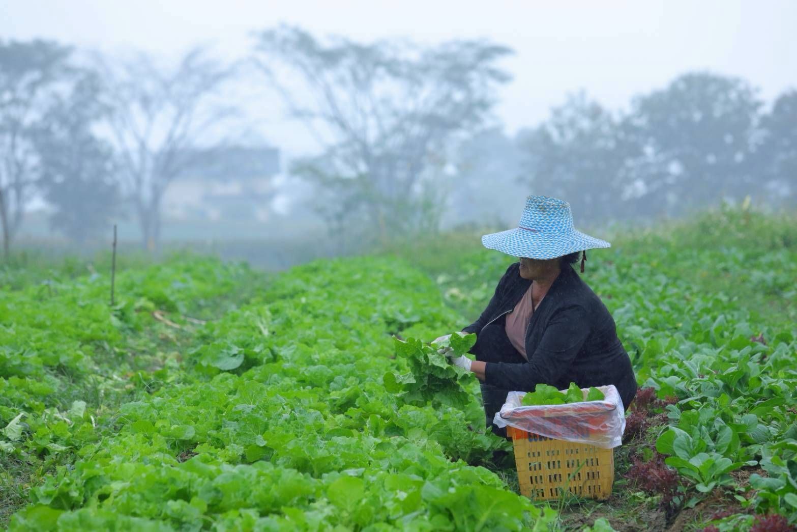 วิสาหกิจชุมชนผักอินทรีย์แปลงใหญ่ นิคมเศรษฐกิจพอเพียงวังน้ำเขียวต้นแบบเกษตรกรปราดเปรื่อง ในเขตปฏิรูปที่ดิน 6 970351