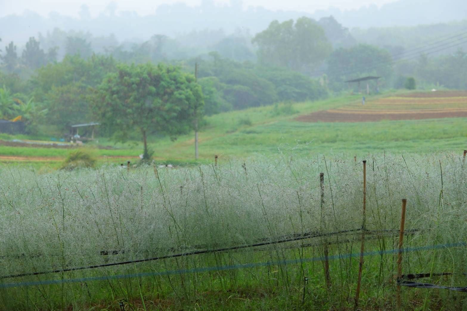 วิสาหกิจชุมชนผักอินทรีย์แปลงใหญ่ นิคมเศรษฐกิจพอเพียงวังน้ำเขียวต้นแบบเกษตรกรปราดเปรื่อง ในเขตปฏิรูปที่ดิน 7 970352