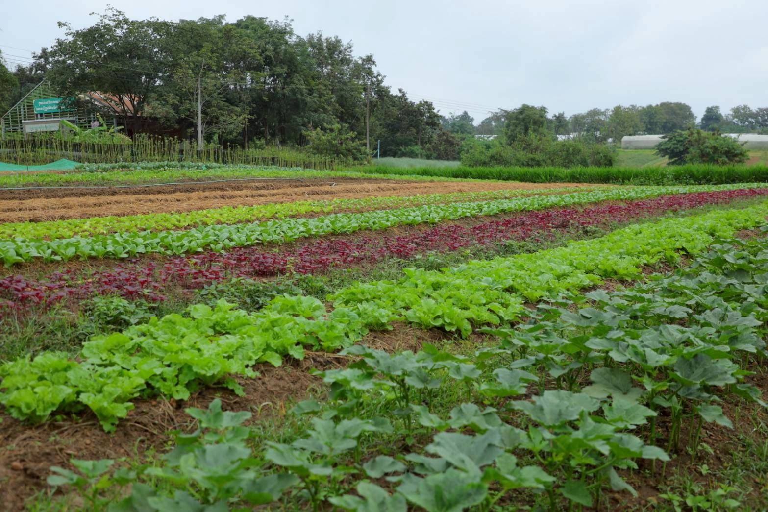 วิสาหกิจชุมชนผักอินทรีย์แปลงใหญ่ นิคมเศรษฐกิจพอเพียงวังน้ำเขียวต้นแบบเกษตรกรปราดเปรื่อง ในเขตปฏิรูปที่ดิน 8 970353
