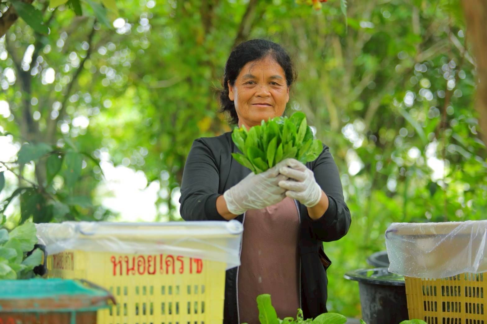 วิสาหกิจชุมชนผักอินทรีย์แปลงใหญ่ นิคมเศรษฐกิจพอเพียงวังน้ำเขียวต้นแบบเกษตรกรปราดเปรื่อง ในเขตปฏิรูปที่ดิน 9 970354