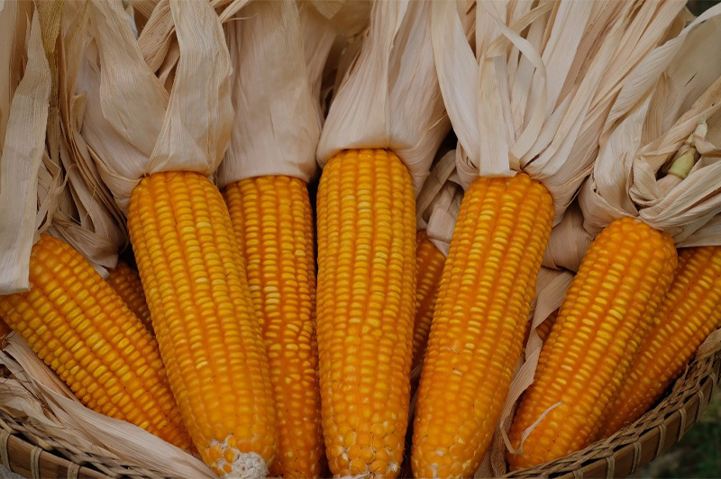 สมาคมค้าพืชไร่ บุกพาณิชย์พรุ่งนี้ยื่นหนังสือค้านเปิดโควตานำเข้าข้าวโพดสหรัฐ1 ล้านตันต่อปี ภาษี 0% จากสหรัฐฯ หวั่นกระทบราคาผลผลิต–เกษตรกรไทย 2 Detail th 1690095251 1