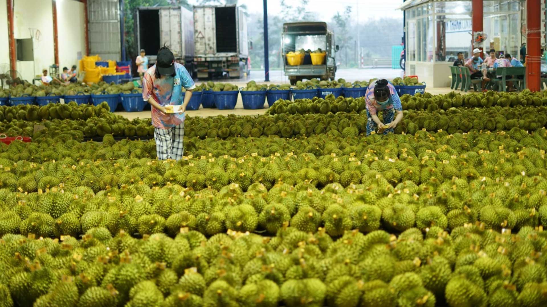 เวียดนามคาดส่งออก 'ผักผลไม้' สิบเดือนแรก ทะลุ 7 พันล้านดอลล์ 1 IMG 7016