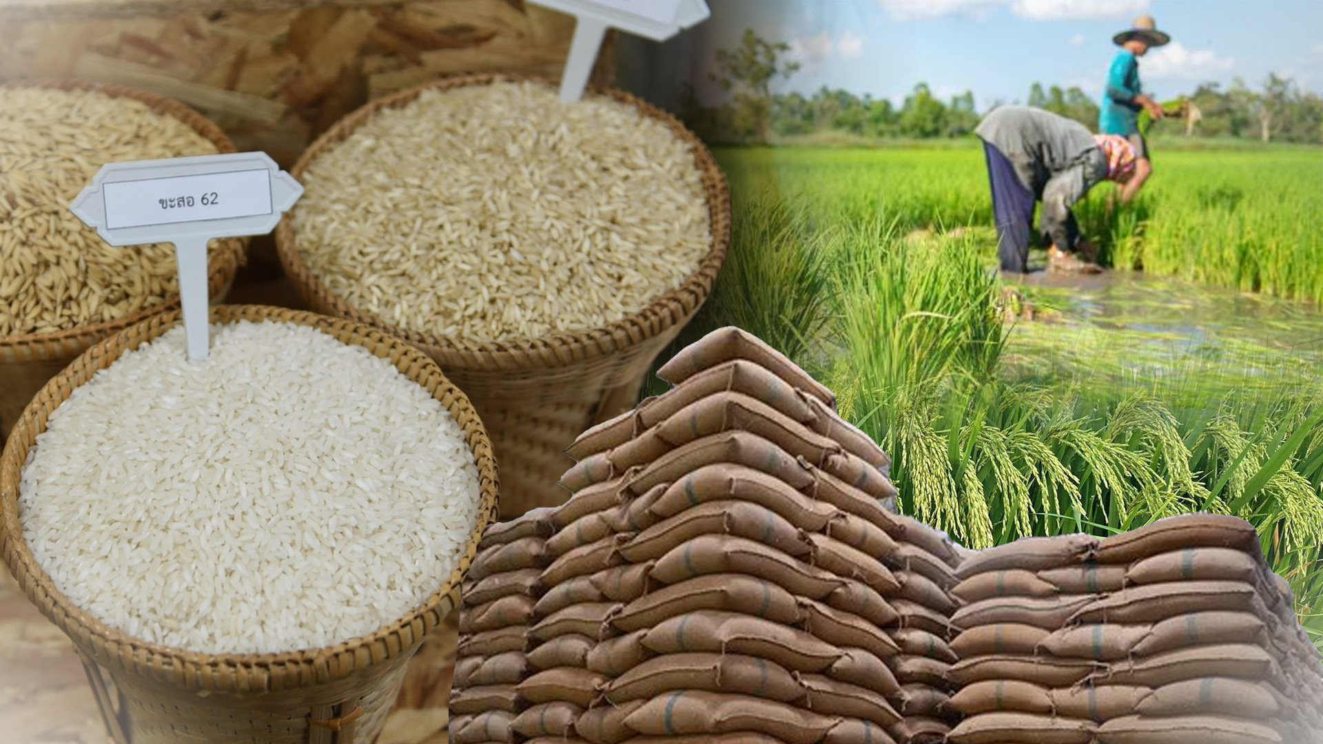 ชาวนาปลื้ม ‘จีน’ ประกาศจะซื้อข้าวไทยเพิ่ม 500,000 ตัน เชื่อจะช่วยดึงราคาข้าวในประเทศเพิ่มสูงขึ้น 1 IMG 7127