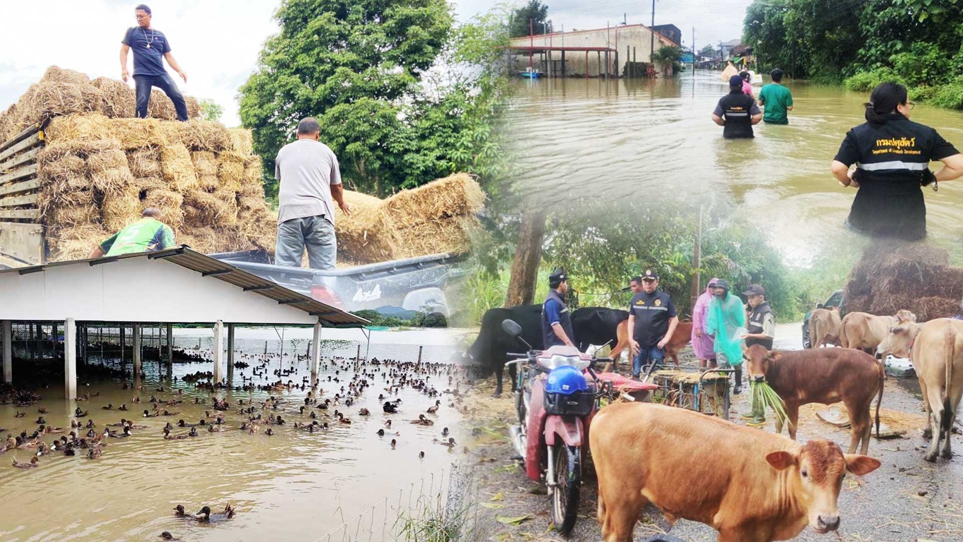 รัฐบาลระดมทุกภาคส่วนช่วยเกษตรกรและสัตว์เลี้ยง หลังน้ำท่วม 9 จังหวัดภาคใต้ 1 IMG 7438