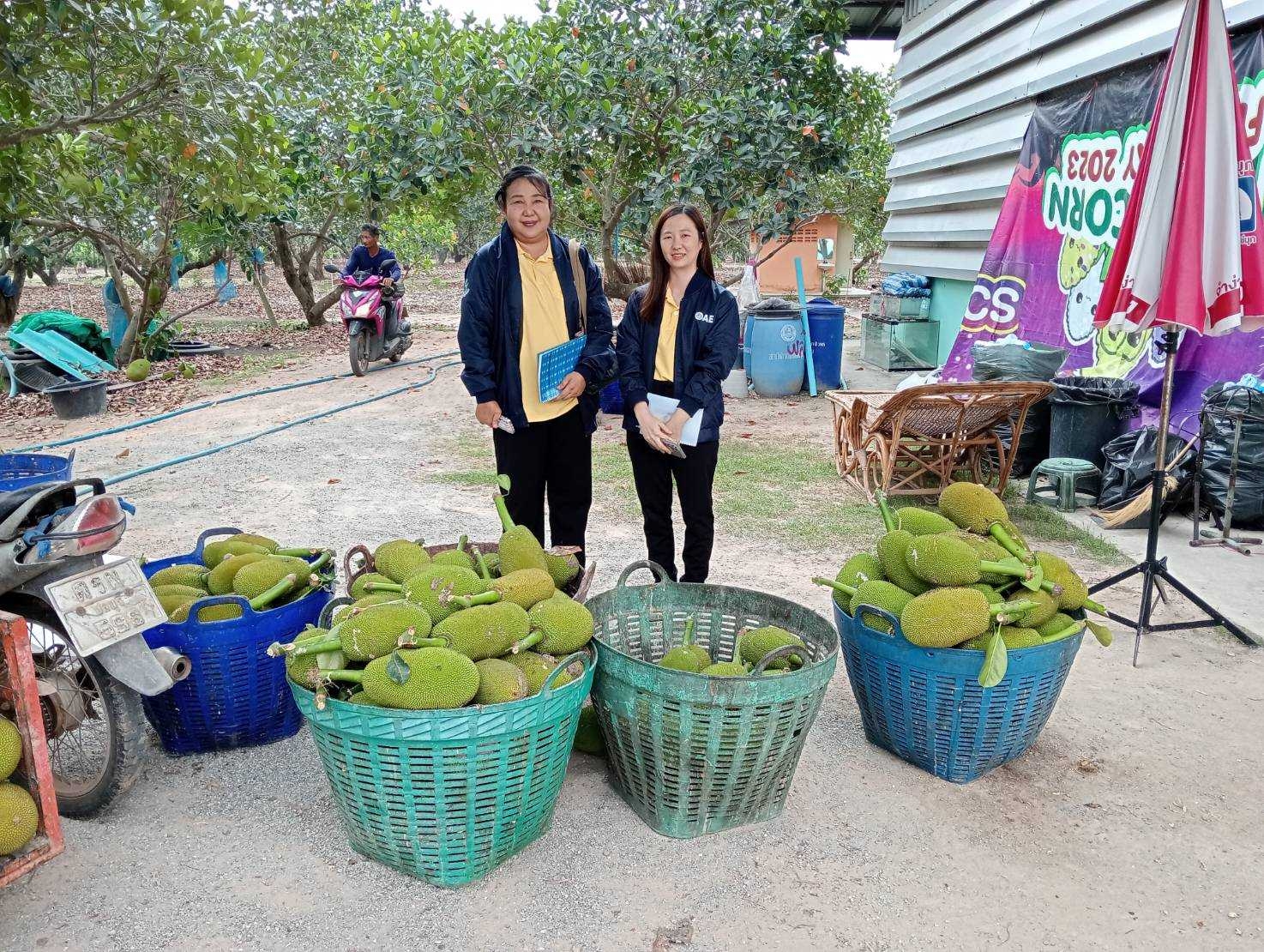 ต้นแบบแปลงใหญ่เข้มแข็ง “กลุ่มขนุนหนองเหียง” จ.ชลบุรี ผลิต-แปรรูป ขนุนคุณภาพ สร้างรายได้เกษตรกร 11 LINE ALBUM 332025 250303 21 0