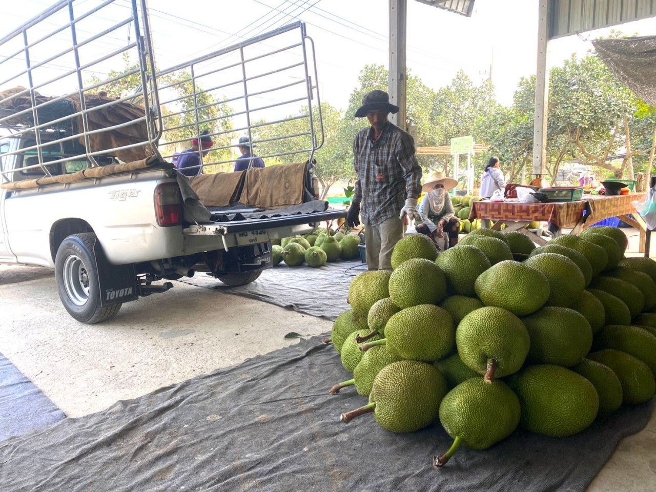 ต้นแบบแปลงใหญ่เข้มแข็ง “กลุ่มขนุนหนองเหียง” จ.ชลบุรี ผลิต-แปรรูป ขนุนคุณภาพ สร้างรายได้เกษตรกร 5 LINE ALBUM ขนุนหนองเหียง 250127 46 0