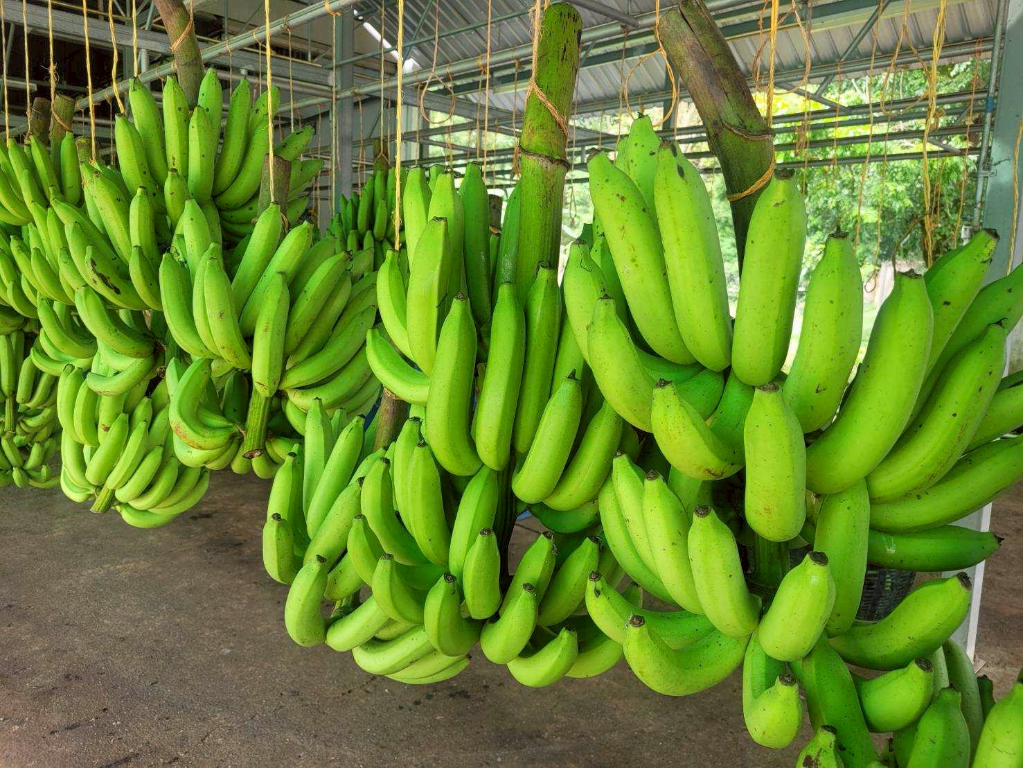 LINE ALBUM ข่าวกล้วยหอมทอง 251127 12 0