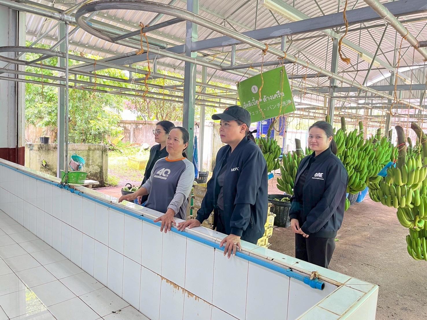 LINE ALBUM ข่าวกล้วยหอมทอง 251127 6 0