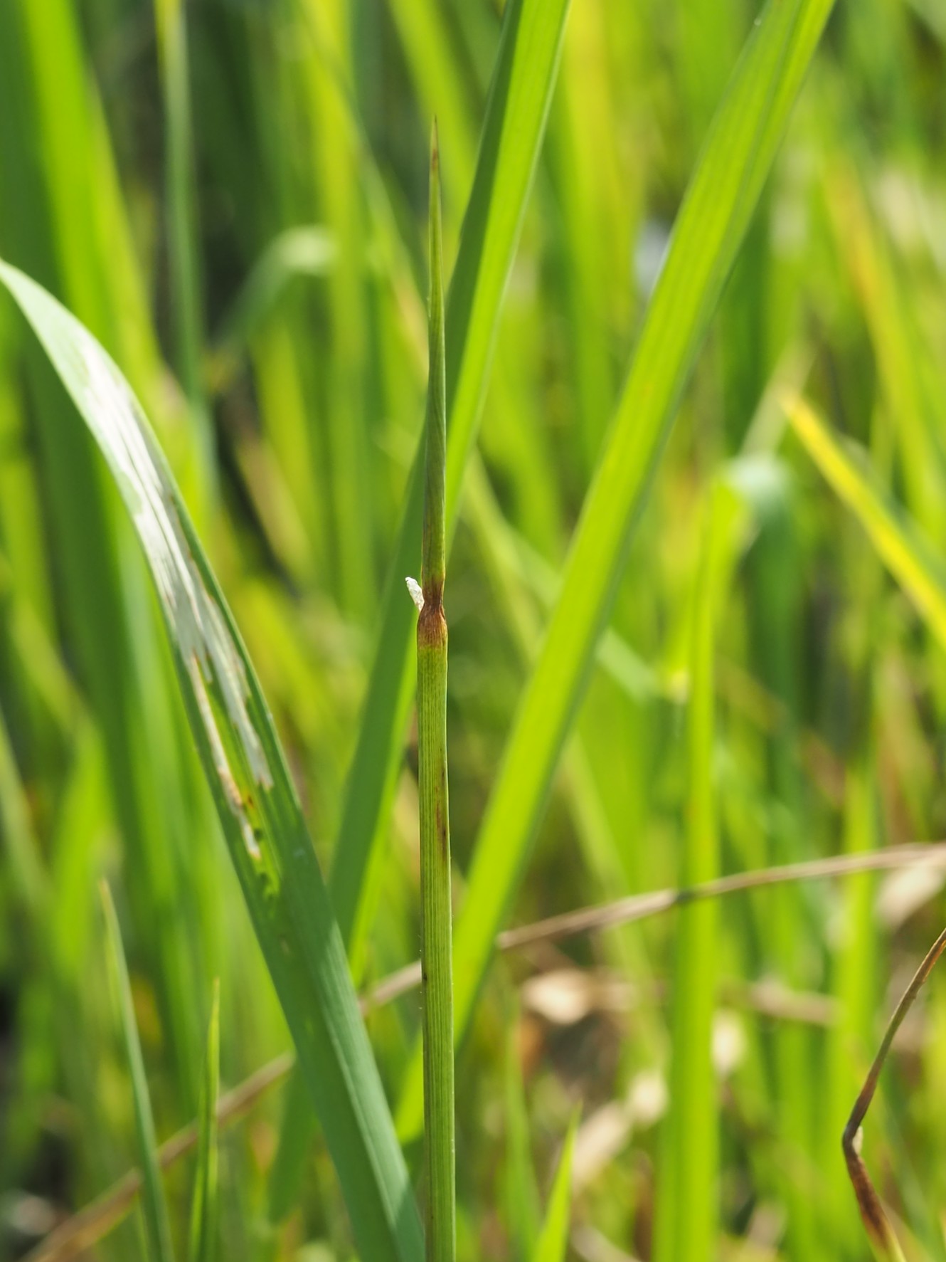 อากาศเย็นลง หมอกหนา เตือนชาวนาระวัง “แมลงบั่ว” ศัตรูร้ายทำลายข้าว 4 P1202000 1