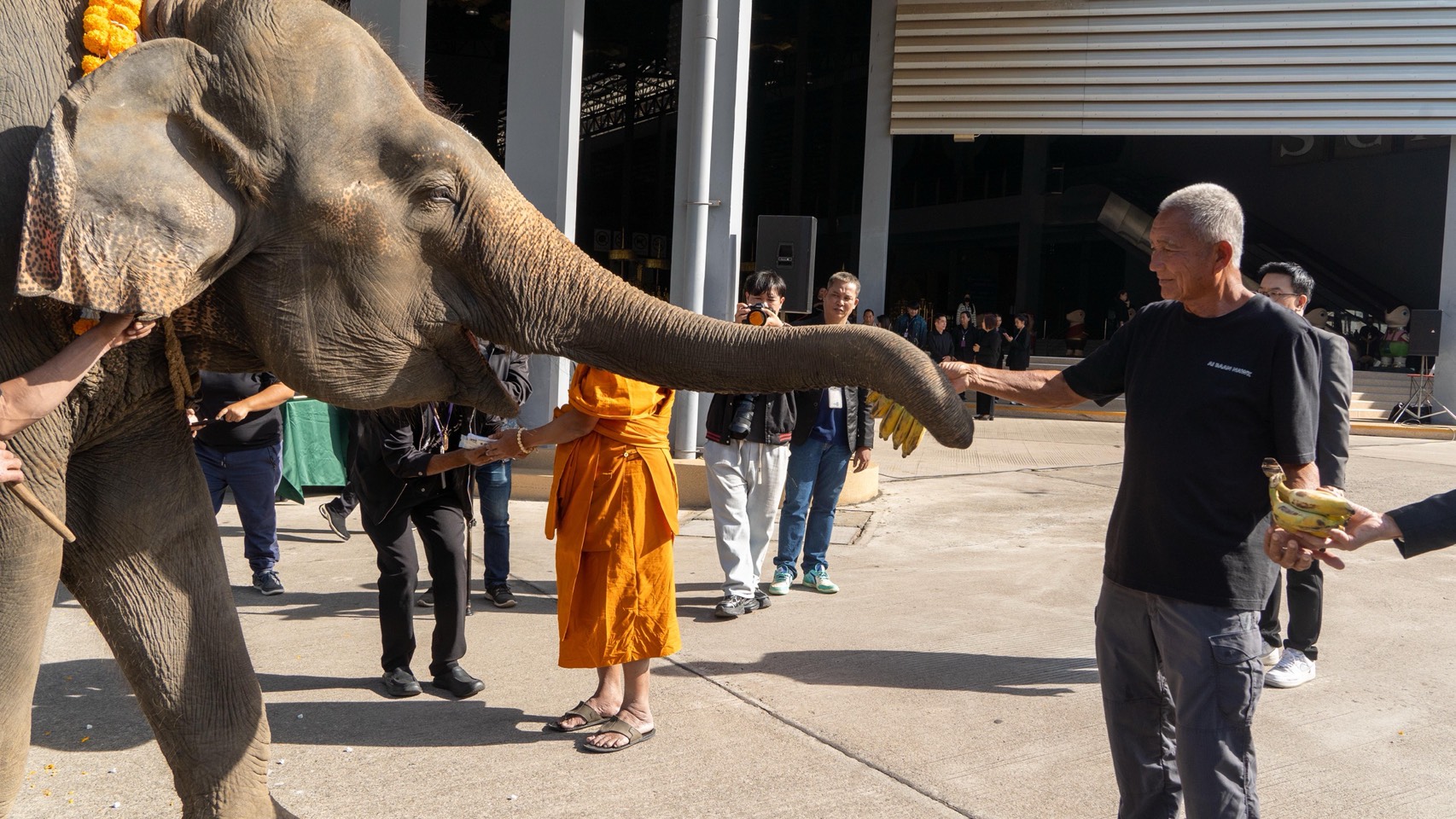 “ปางช้างลูกดก 11 เดือน คลอดแล้ว 9 เชือก S 10085555