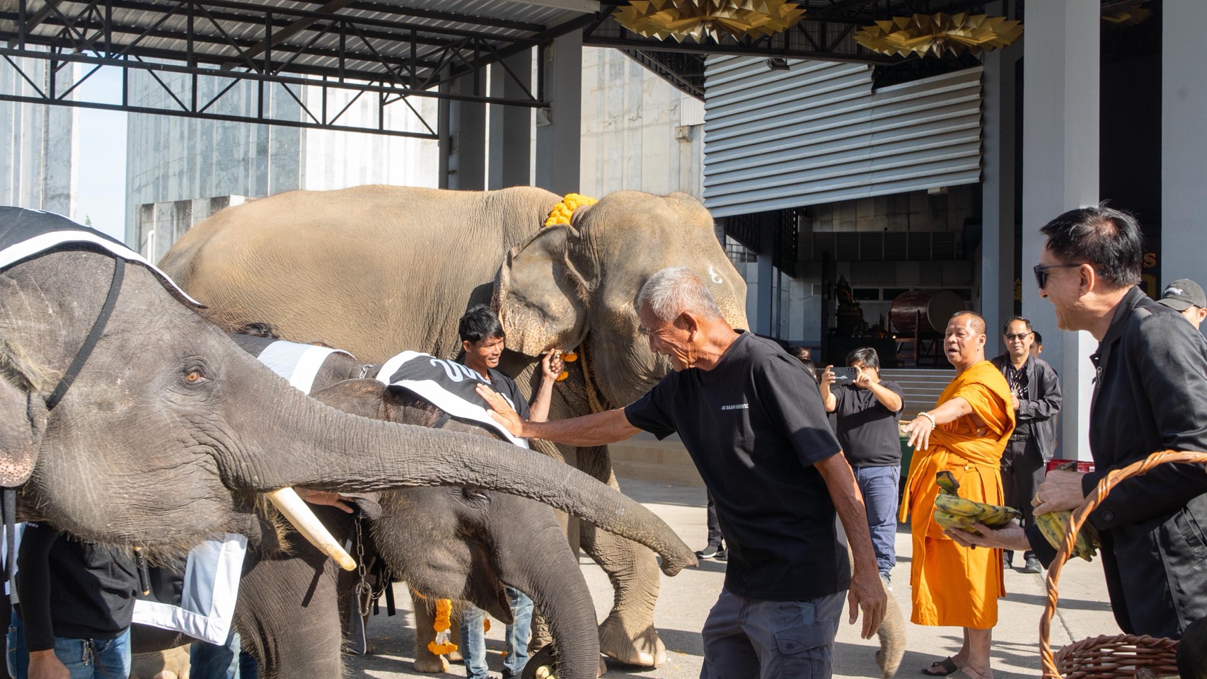 “ปางช้างลูกดก 11 เดือน คลอดแล้ว 9 เชือก S 10085580