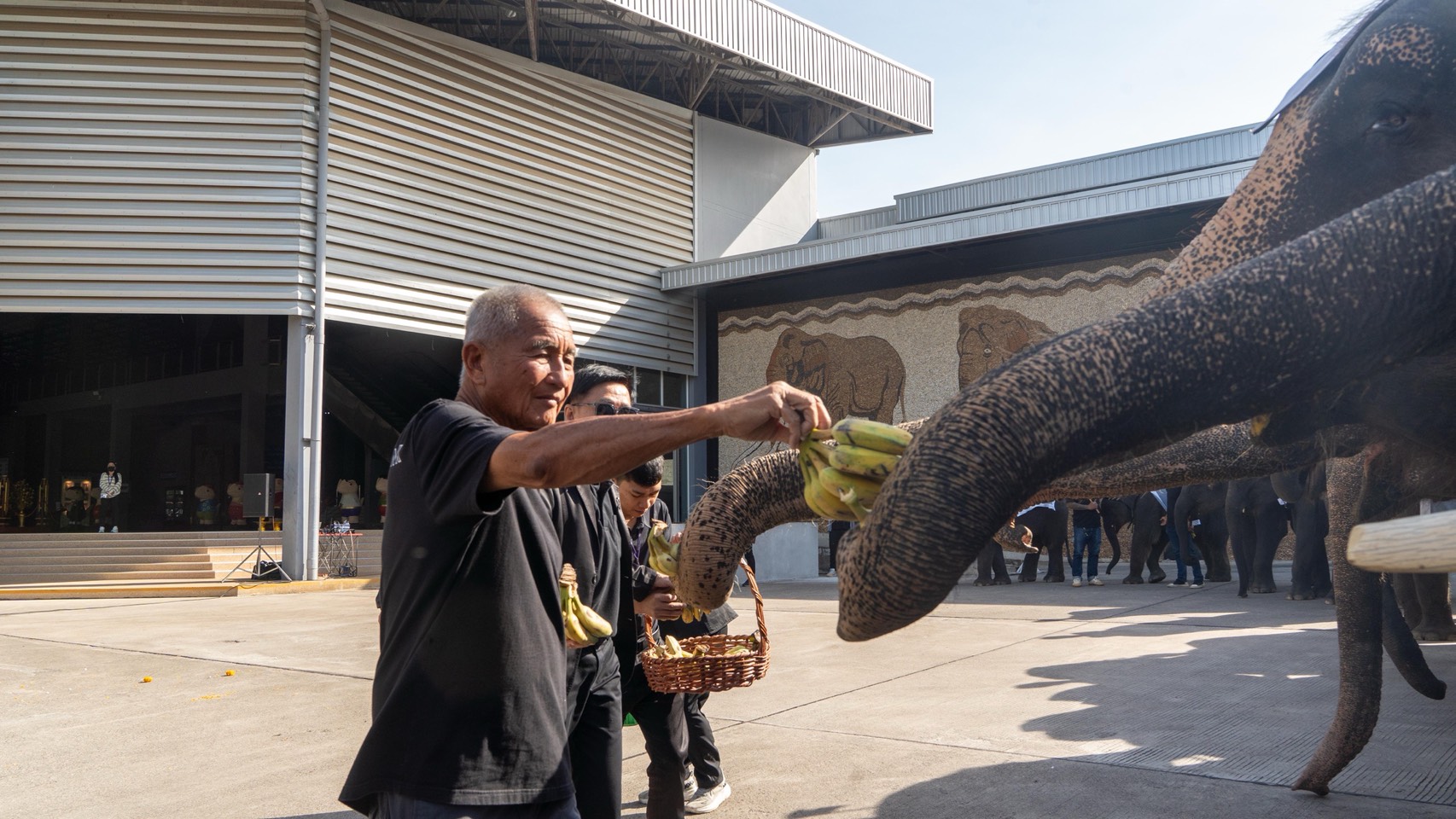 “ปางช้างลูกดก 11 เดือน คลอดแล้ว 9 เชือก S 10085599