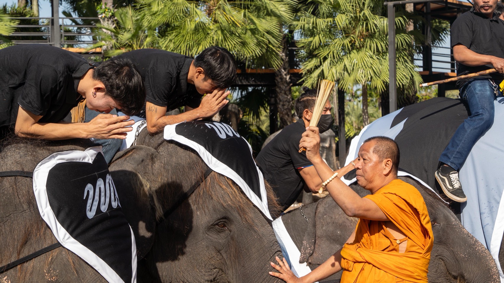 “ปางช้างลูกดก 11 เดือน คลอดแล้ว 9 เชือก S 10085619