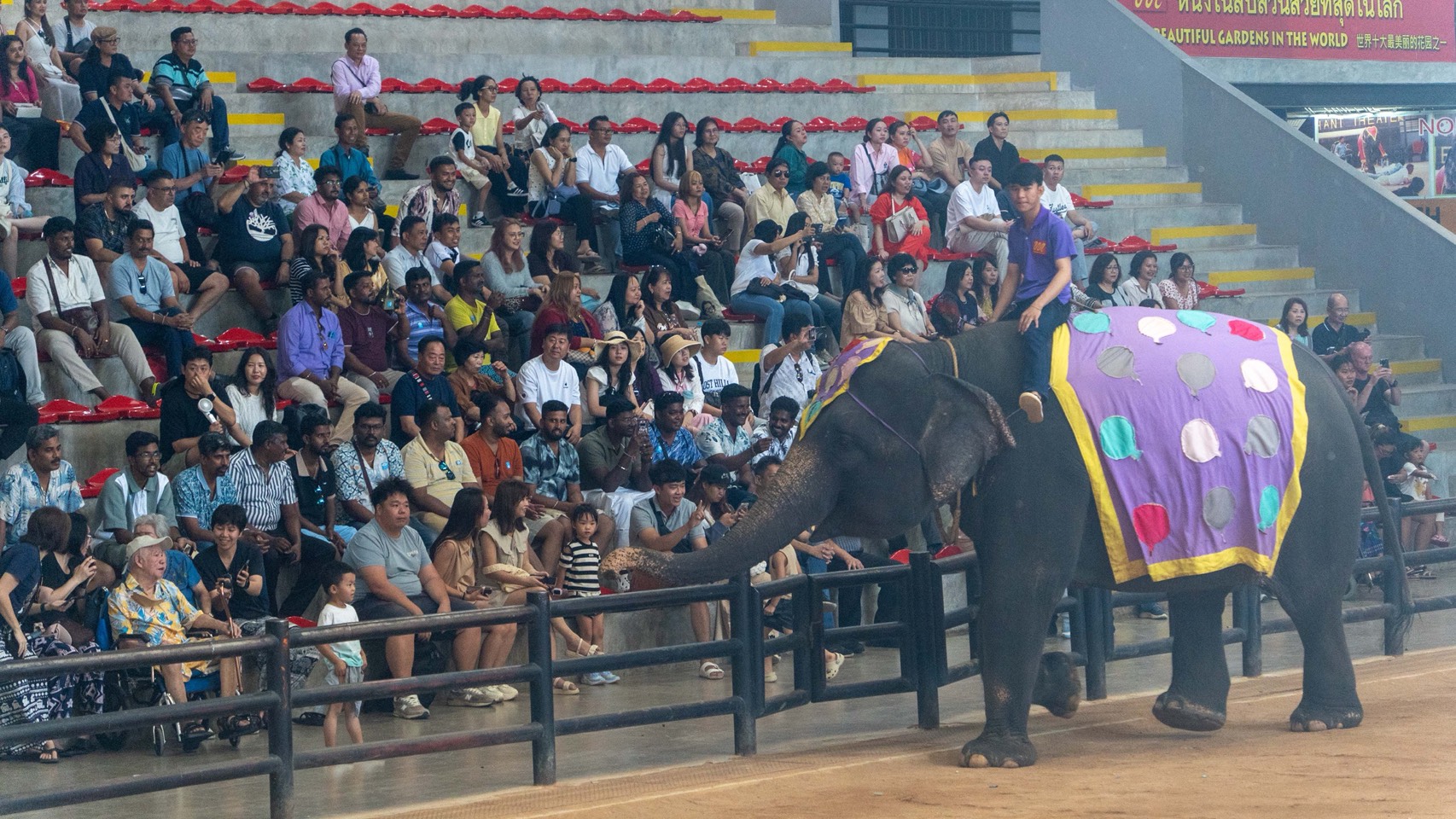 สวนนงนุชพัทยา จัดโปรโมชั่นต่อเนื่องเข้าฟรีสำหรับคนเกิดเดือนธันวาคม 2568 7 S 10159362