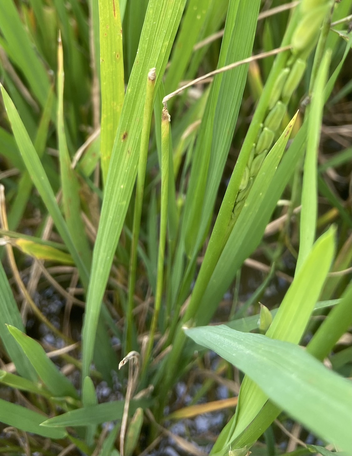 อากาศเย็นลง หมอกหนา เตือนชาวนาระวัง “แมลงบั่ว” ศัตรูร้ายทำลายข้าว 3 S 143933458 1