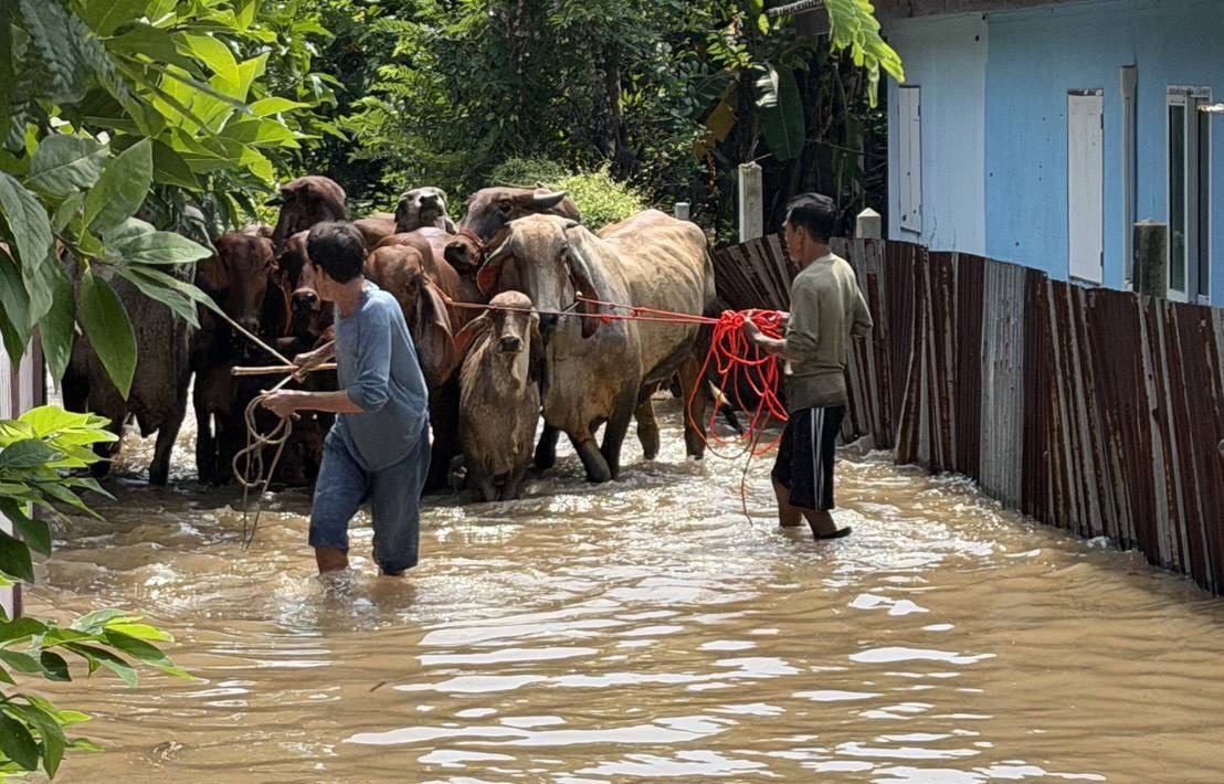 กรมปศุสัตว์ เร่งช่วยเหลือเกษตรกรผู้เลี้ยงสัตว์ที่ประสบอุทกภัย บริเวณลุ่มน้ำเจ้าพระยา 6 S 17883156