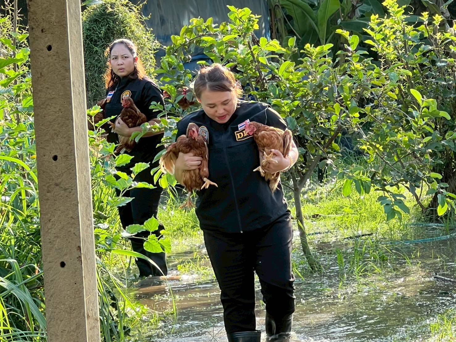 กรมปศุสัตว์ เร่งช่วยเหลือเกษตรกรผู้เลี้ยงสัตว์ที่ประสบอุทกภัย บริเวณลุ่มน้ำเจ้าพระยา 7 S 17883158