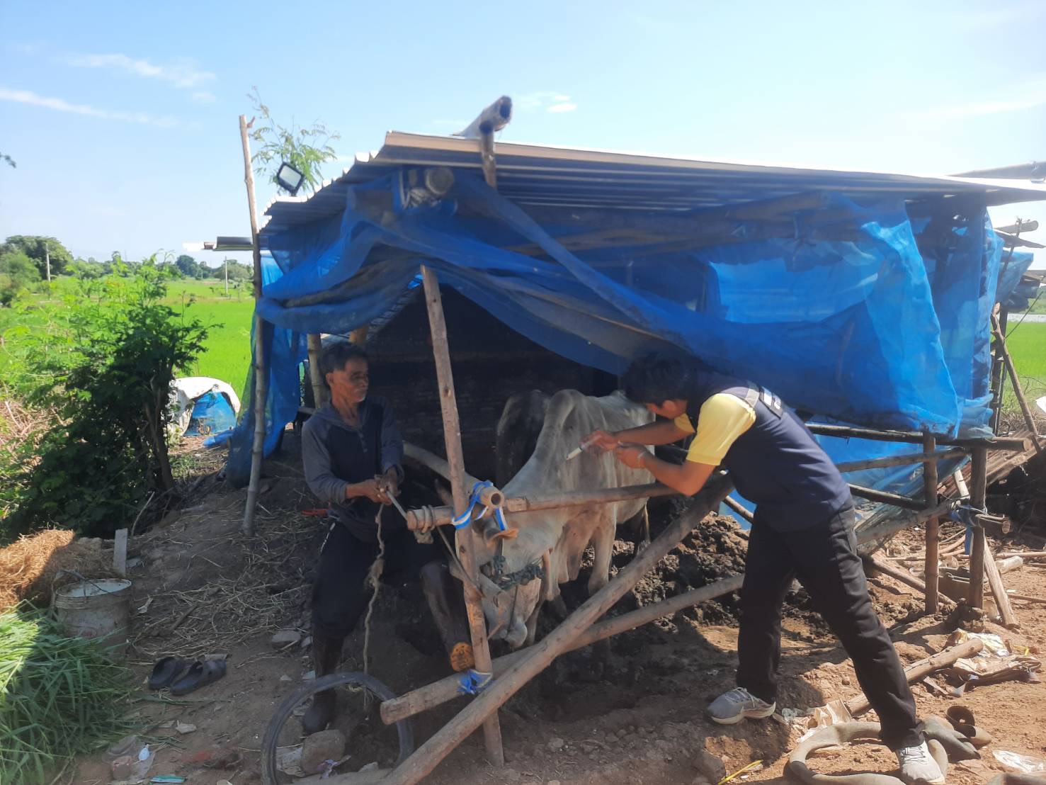 กรมปศุสัตว์ เร่งช่วยเหลือเกษตรกรผู้เลี้ยงสัตว์ที่ประสบอุทกภัย บริเวณลุ่มน้ำเจ้าพระยา 8 S 17883161