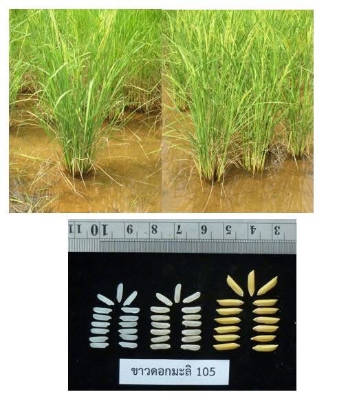 กรมการข้าว แจ้งเตือนชาวนา ข้าวพันธุ์ “หอมสยาม” ไม่ใช่ “ข้าวหอมมะลิไทย (ประกอบด้วยข้าว 2 พันธุ์ คือ พันธุ์ขาวดอกมะลิ 105 และ กข15)”แนะหากคิดจะปลูกควรพิจารณาถึงผลกระทบเรื่องราคาขายที่ต่ำกว่าข้าวหอมมะลิไทย และถูกปฏิเสธการรับซื้อจากโรงสีข้าว 3 S 19693624