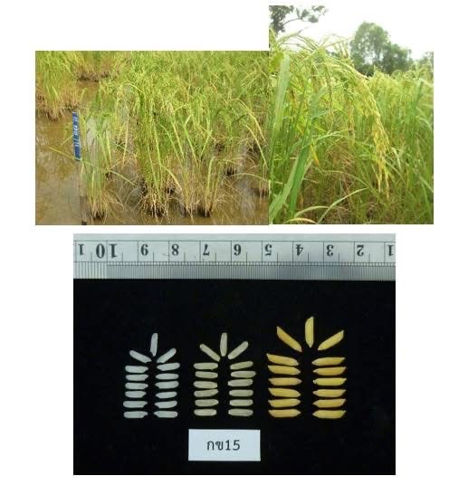 กรมการข้าว แจ้งเตือนชาวนา ข้าวพันธุ์ “หอมสยาม” ไม่ใช่ “ข้าวหอมมะลิไทย (ประกอบด้วยข้าว 2 พันธุ์ คือ พันธุ์ขาวดอกมะลิ 105 และ กข15)”แนะหากคิดจะปลูกควรพิจารณาถึงผลกระทบเรื่องราคาขายที่ต่ำกว่าข้าวหอมมะลิไทย และถูกปฏิเสธการรับซื้อจากโรงสีข้าว 4 S 19693625