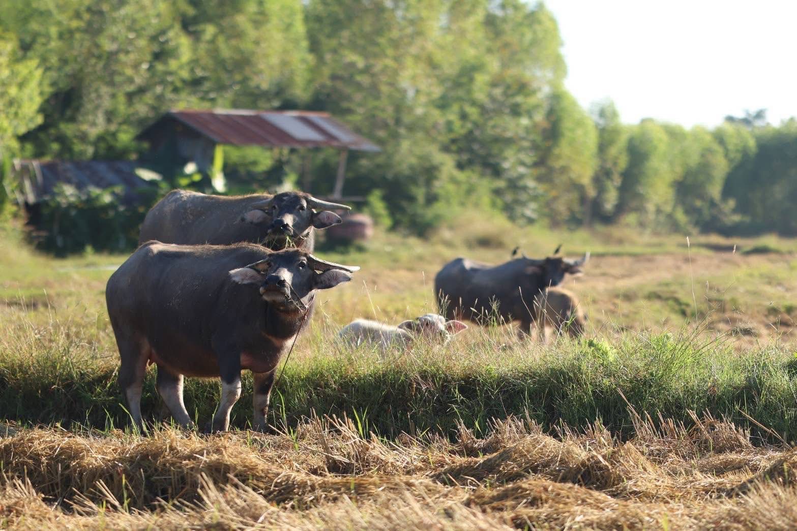 ธ.ก.ส. เปิดตัวโครงการข้าวลดโลกร้อน ลดการปล่อยก๊าซมีเทนในนาข้าว เดินหน้าสู่เป้าหมาย Carbon neutrality 5 S 19914808