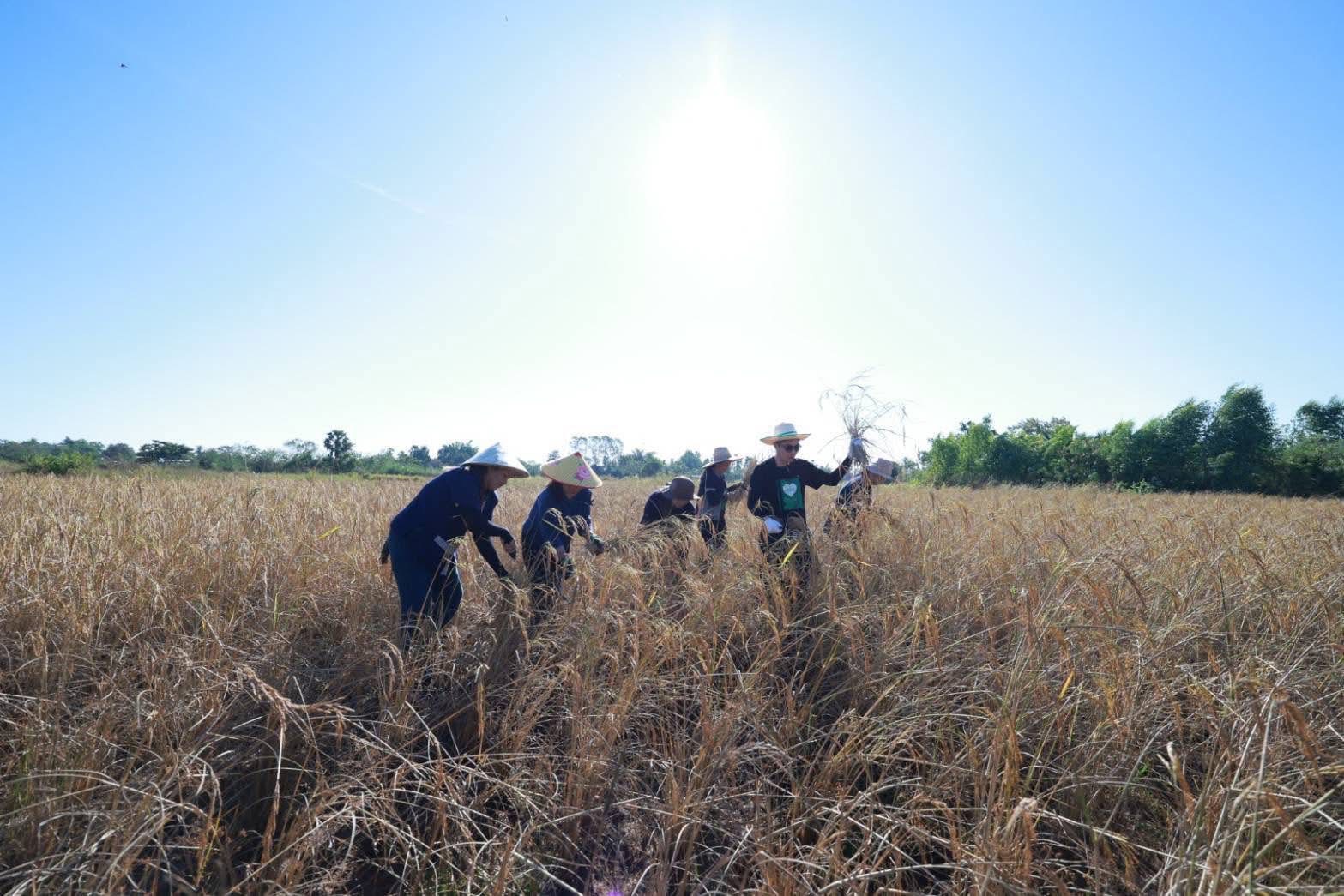 ธ.ก.ส. เปิดตัวโครงการข้าวลดโลกร้อน ลดการปล่อยก๊าซมีเทนในนาข้าว เดินหน้าสู่เป้าหมาย Carbon neutrality 6 S 19914809