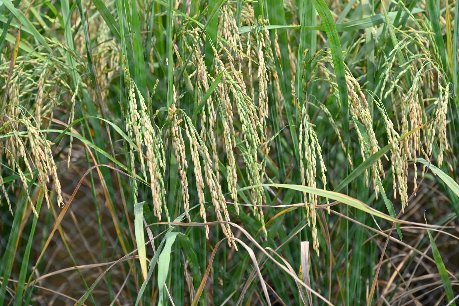 กระทรวง อว. โดย สวทช. ยืนยันพันธุ์ข้าว “หอมสยาม” มีความปลอดภัย ใช้กระบวนการคัดพันธุ์โดยธรรมชาติ ได้การรับรองพันธุ์พืชขึ้นทะเบียน (ร.พ.2) จากกรมวิชาการเกษตรเรียบร้อยแล้วในปี 2565 และอยู่ระหว่างขอรับรองพันธุ์จากกรมการข้าว เพื่อเป็น “ข้าวทางเลือก” ให้เกษตรกร 5 S 212631611