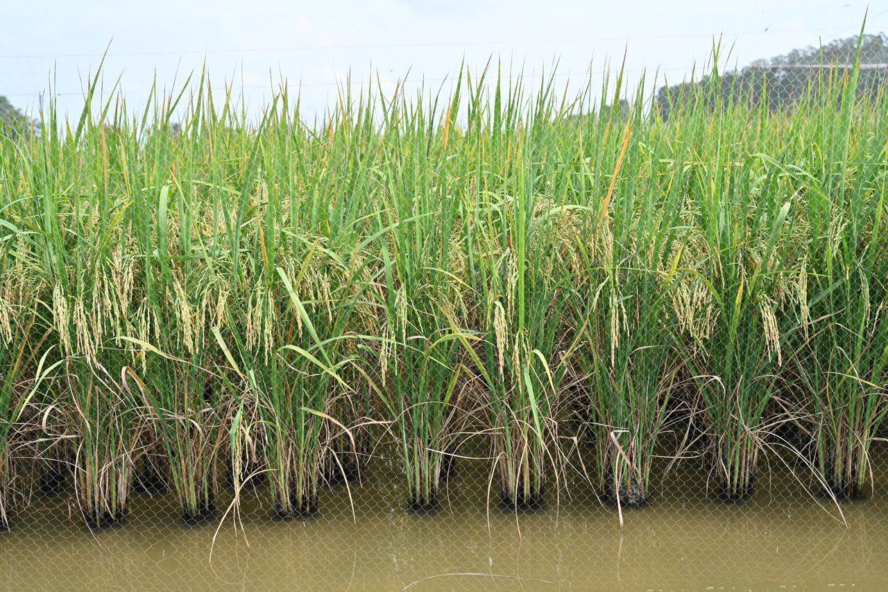 กระทรวง อว. โดย สวทช. ยืนยันพันธุ์ข้าว “หอมสยาม” มีความปลอดภัย ใช้กระบวนการคัดพันธุ์โดยธรรมชาติ ได้การรับรองพันธุ์พืชขึ้นทะเบียน (ร.พ.2) จากกรมวิชาการเกษตรเรียบร้อยแล้วในปี 2565 และอยู่ระหว่างขอรับรองพันธุ์จากกรมการข้าว เพื่อเป็น “ข้าวทางเลือก” ให้เกษตรกร 6 S 212631613
