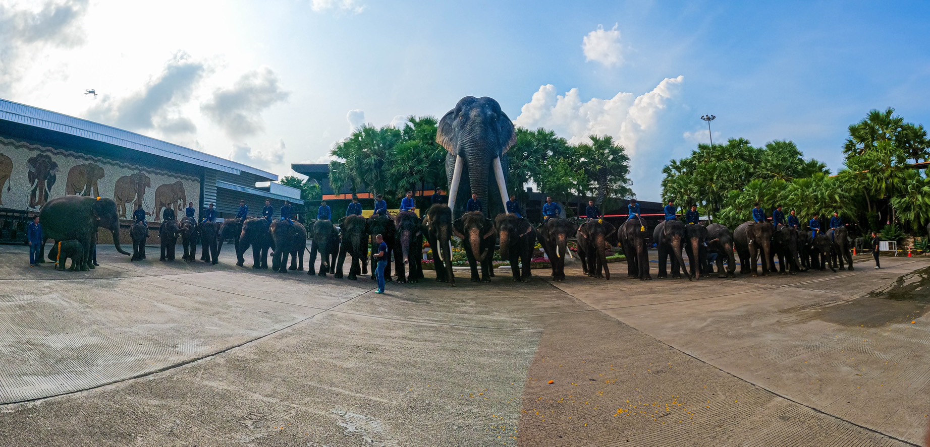 “พี่น้องต่างครรภ์แห่งสวนนงนุชพัทยา” เปิดตำนานอบอุ่นสองชีวิตใหม่ลูกช้างคู่สายเลือดเดียวกัน 6 S 9528646