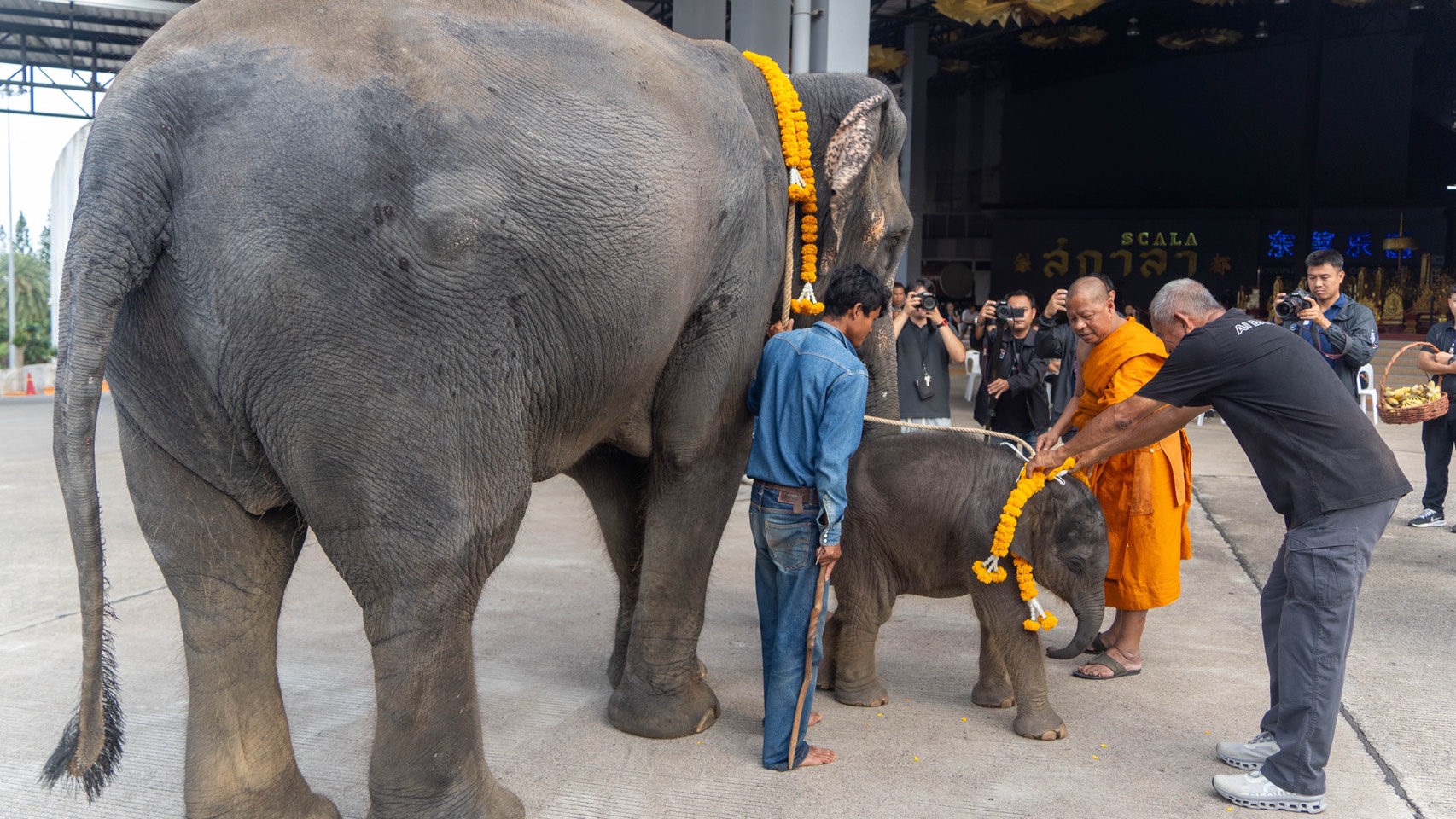 “พี่น้องต่างครรภ์แห่งสวนนงนุชพัทยา” เปิดตำนานอบอุ่นสองชีวิตใหม่ลูกช้างคู่สายเลือดเดียวกัน 7 S 9528647