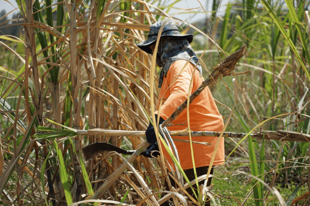 คณะรัฐมนตรีมีมติเห็นชอบการขยายระยะเวลาดำเนินมาตรการช่วยเหลือเกษตรกรชาวไร่อ้อยเก็บเกี่ยวอ้อยสดคุณภาพดี เพื่อลดฝุ่น PM2.5 (มาตรการฯ) ฤดูการผลิตปี 2567/2568 2 Screen Shot 2021 03 13 at 22.12.05 1014x675 1