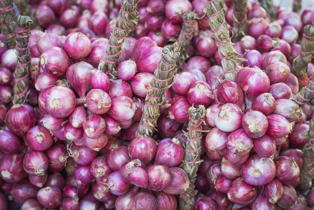 ญี่ปุ่นปรับลดระดับการสุ่มตรวจสาร Haloxyfob ในหอมแดงนำเข้าจากประเทศไทย 2