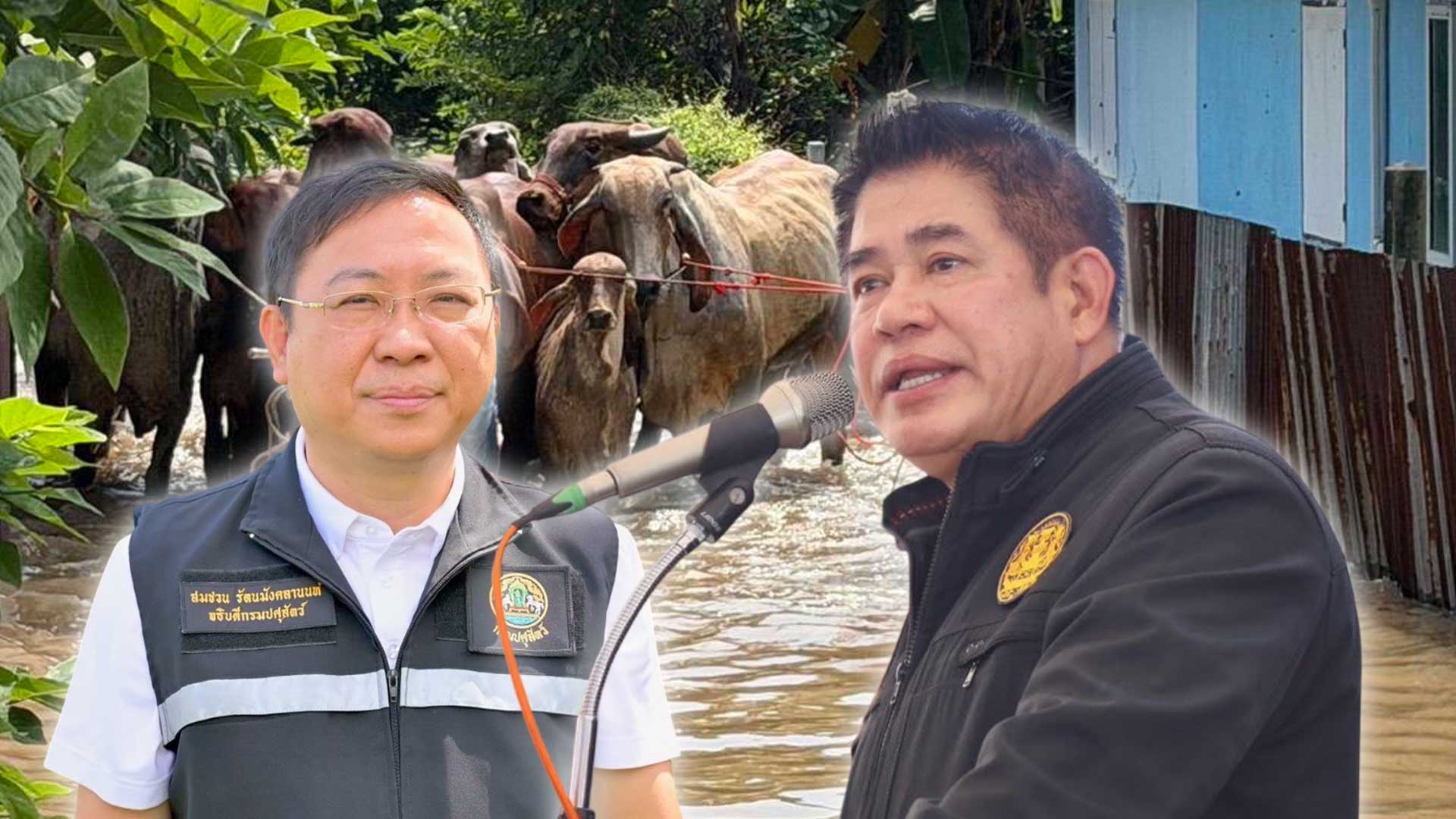 กรมปศุสัตว์ เร่งช่วยเหลือเกษตรกรผู้เลี้ยงสัตว์ที่ประสบอุทกภัย บริเวณลุ่มน้ำเจ้าพระยา 1 กรมปศุสัตว์ เร่งช่วยเหลือ3