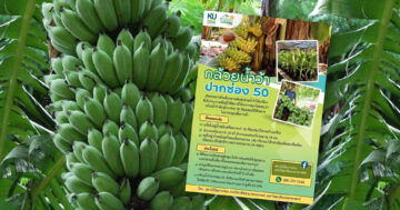 กล้วยน้ำว้าปากช่อง2