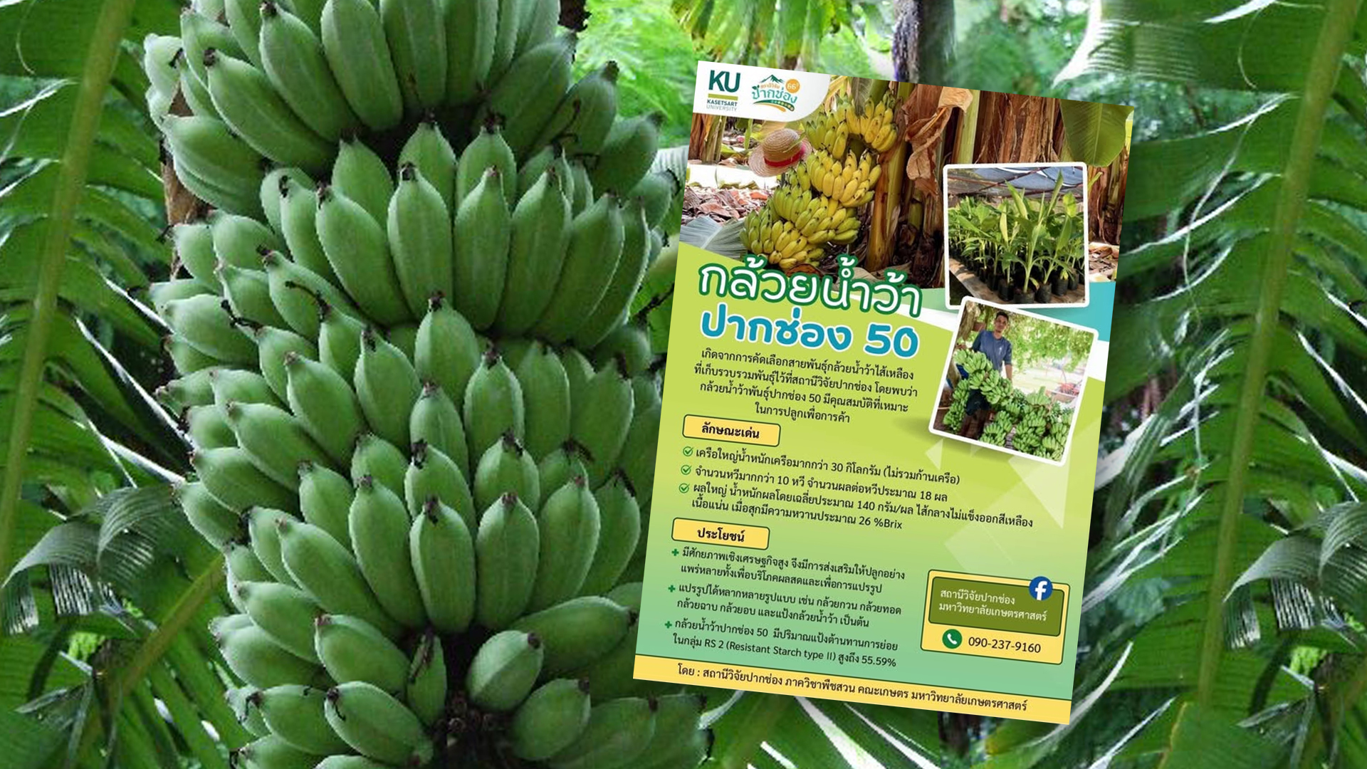 กล้วยน้ำว้าปากช่อง 50 :กล้วยพันธุ์ดีเพื่อการค้า 1 กล้วยน้ำว้าปากช่อง2