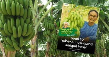 กล้วยหอมทองปทุมธานี3