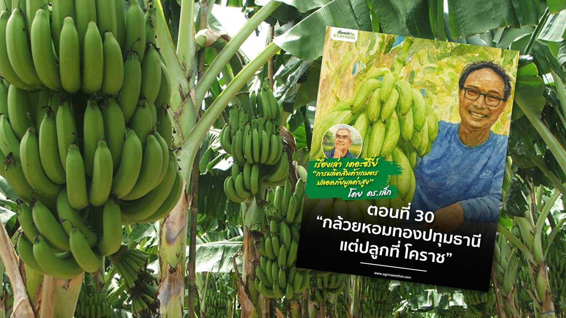 เรื่องเล่า..เดอะซีรีส์ ตอนที่ 30 “กล้วยหอมทองปทุมธานี แต่ปลูกที่ โคราช” 1 กล้วยหอมทองปทุมธานี3