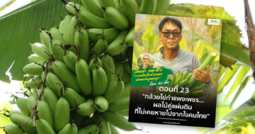 กล้วยไข่กำแพงเพชร2