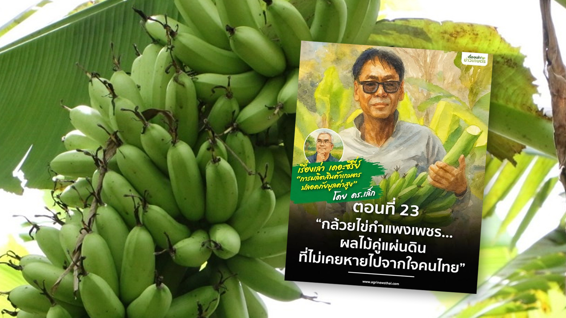 เรื่องเล่า เดอะซีรีส์ “การผลิตสินค้าเกษตรปลอดภัยมูลค่าสูง” ตอนที่ 23 “กล้วยไข่กำแพงเพชร…ผลไม้คู่แผ่นดิน ที่ไม่เคยหายไปจากใจคนไทย” 1 กล้วยไข่กำแพงเพชร2