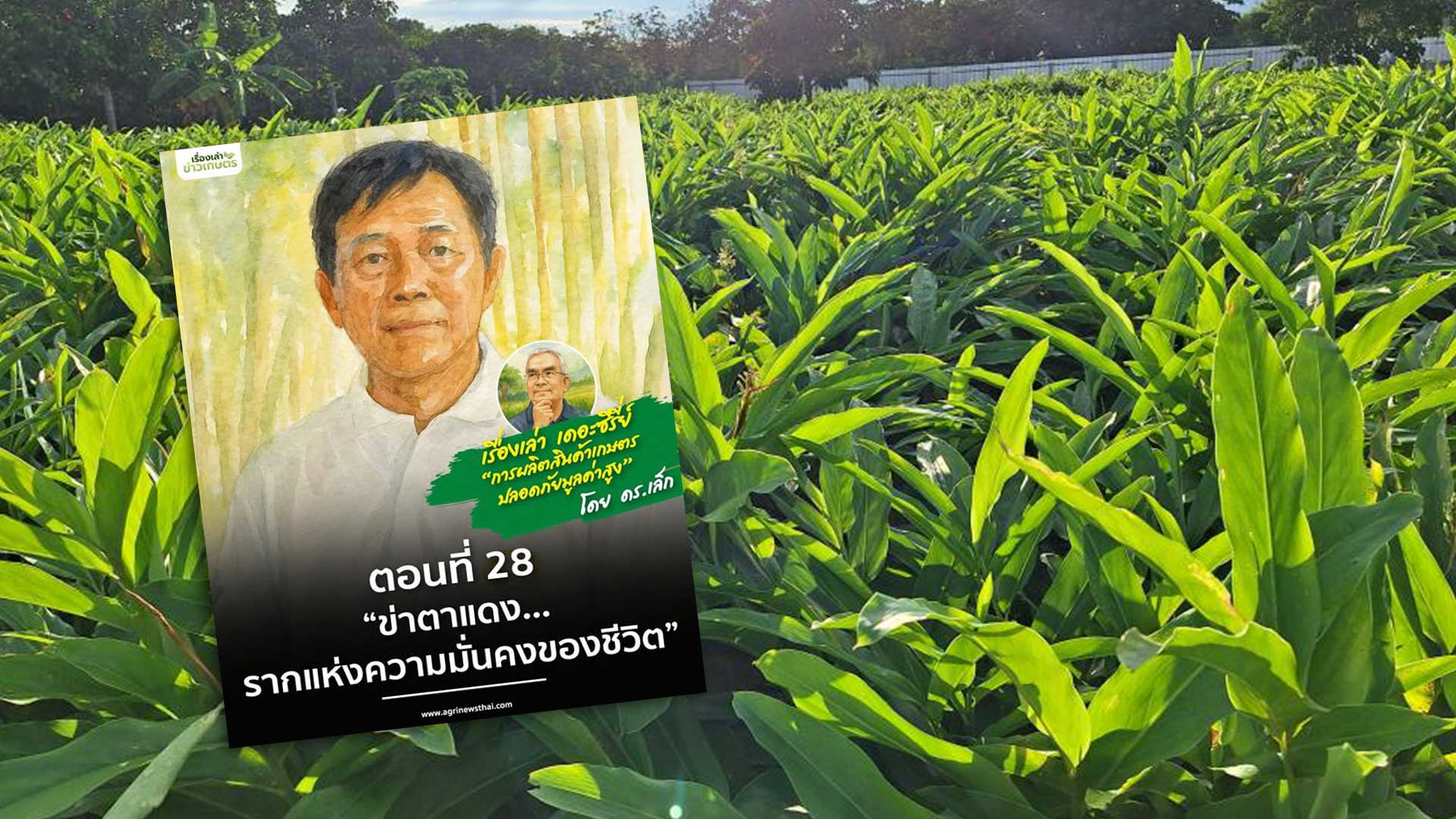 ข่าตาแดง3