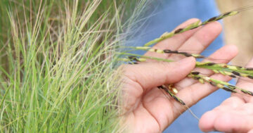 ข้าววัชพืช2