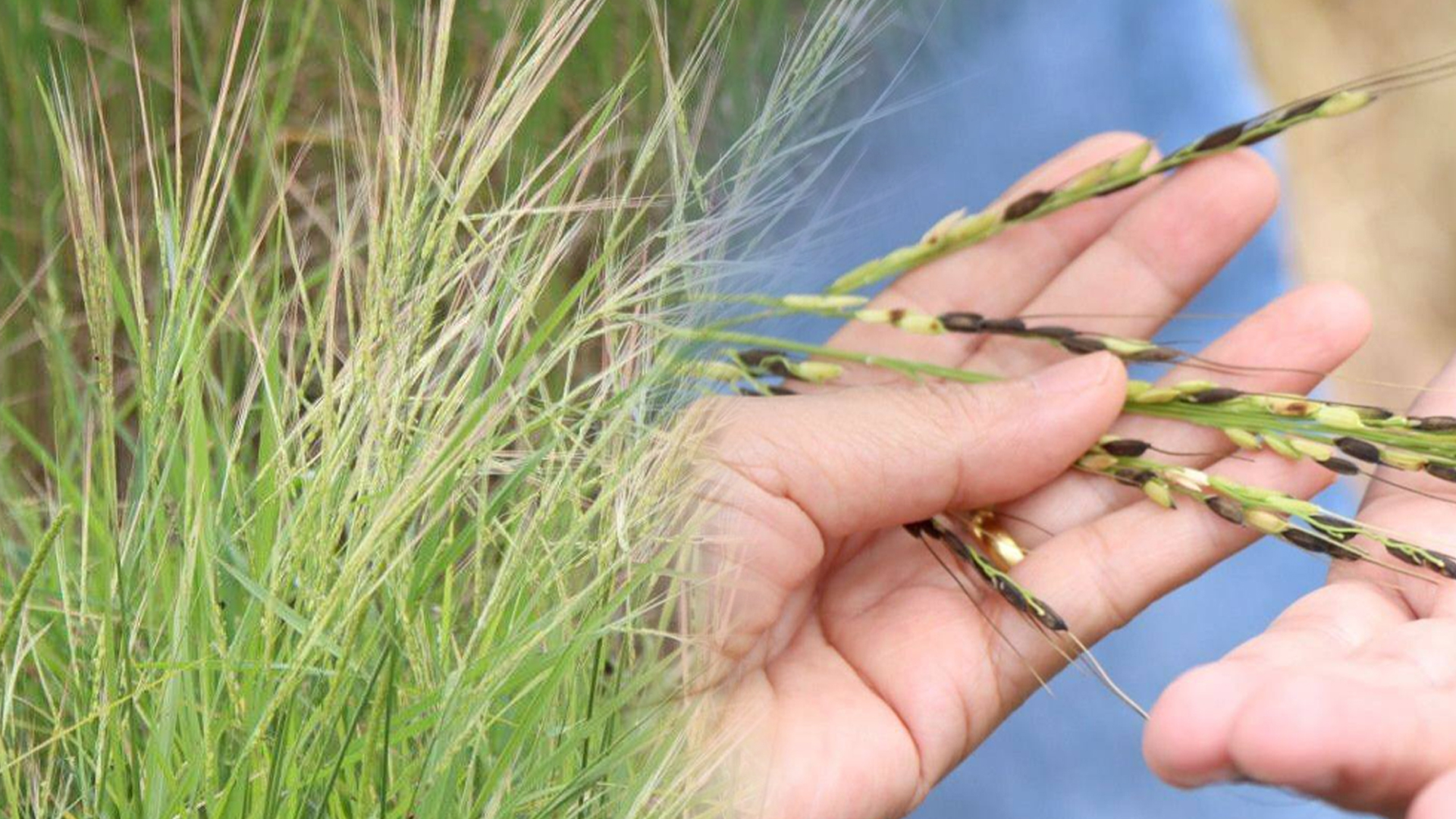 กรมการข้าว ห่วง “ข้าววัชพืช” ระบาดหนักภาคอีสาน และ ภาคกลาง แนะ 10 วิธี ป้องกันและกำจัด ลดการระบาด 1 ข้าววัชพืช2