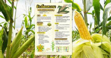 ข้าวโพดหวาน2