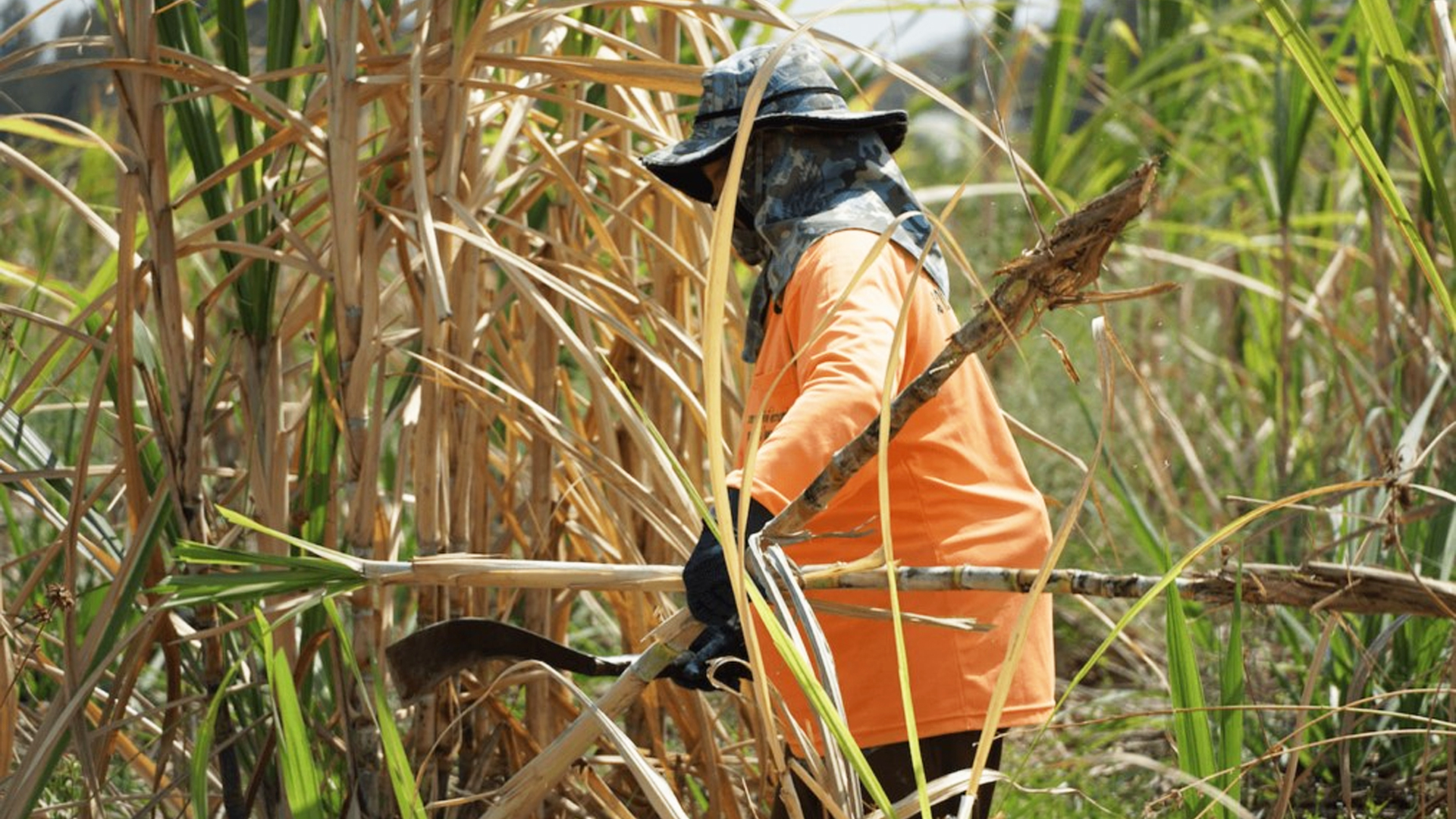 คณะรัฐมนตรีมีมติเห็นชอบการขยายระยะเวลาดำเนินมาตรการช่วยเหลือเกษตรกรชาวไร่อ้อยเก็บเกี่ยวอ้อยสดคุณภาพดี เพื่อลดฝุ่น PM2.5 (มาตรการฯ) ฤดูการผลิตปี 2567/2568 1 ครม. ไฟเขียว2