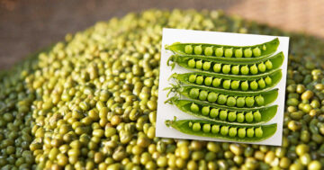 ญี่ปุ่นปรับลด2