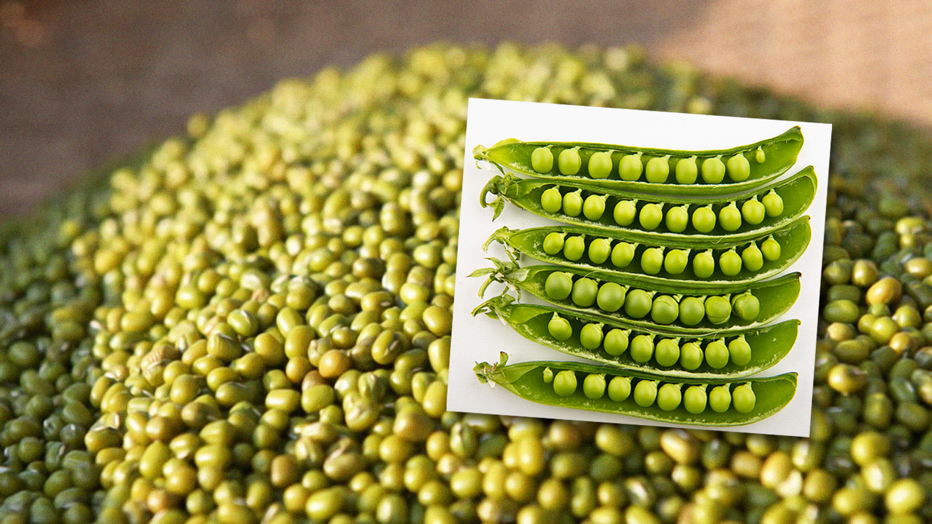 ญี่ปุ่นปรับลดระดับการสุ่มตรวจสาร Propiconazole และ Diniconazole ในถั่วลันเตาและผลิตภัณฑ์อย่างง่าย และสาร Thiamethoxam ในถั่วเขียวและผลิตภัณฑ์แปรรูปอย่างง่าย ที่นำเข้าจากประเทศไทย 1 ญี่ปุ่นปรับลด2